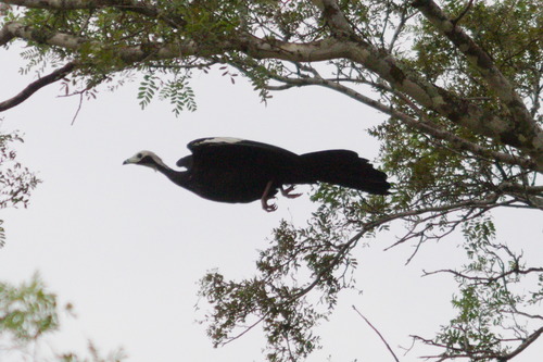 White-throated Piping Guan (Pipile grayi), photo 10