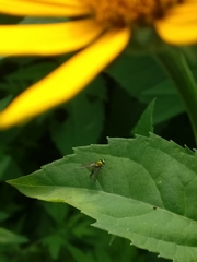 Condylostylus comatus