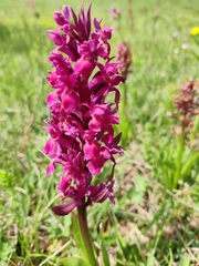 Dactylorhiza