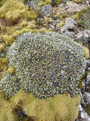 Celmisia hieraciifolia