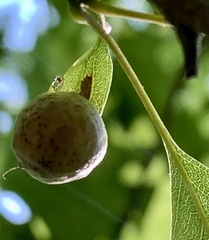 Amphibolips quercusostensackenii