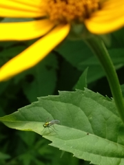 Condylostylus comatus