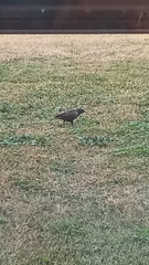 Sturnus vulgaris
