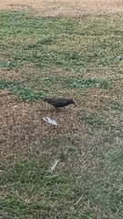 Sturnus vulgaris