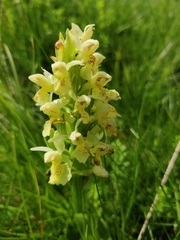 Dactylorhiza sambucina