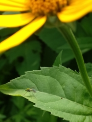 Condylostylus comatus