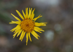 Pentanema britannica