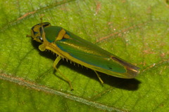 Catagonalia conjunctula