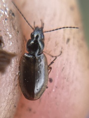 Agonum limbatum