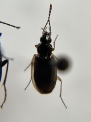 Agonum limbatum