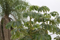 Cecropia pachystachya