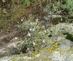 Dianthus hypanicus