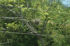 Tillandsia schiedeana