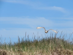 Bubo scandiacus image