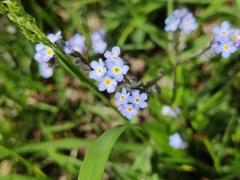 Myosotis