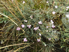 Dianthus hypanicus