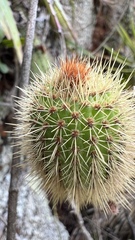 Cleistocactus samaipatanus