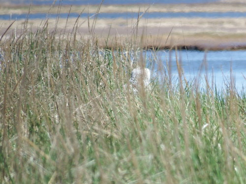 Bubo scandiacus image