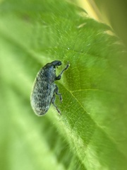 Larinus minutus