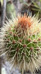 Cleistocactus samaipatanus