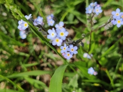 Myosotis