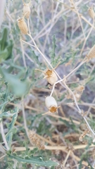 Mentzelia multiflora