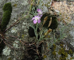 Dianthus hypanicus