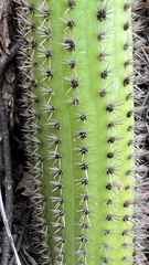Cleistocactus samaipatanus