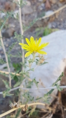 Mentzelia multiflora