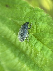 Larinus minutus