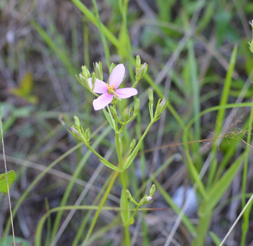 Image of Sabatia brachiata by (c) Daniel McNair, some rights reserved (CC BY)