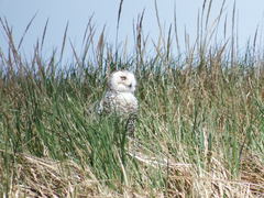 Bubo scandiacus image