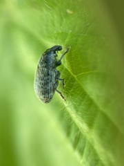 Larinus minutus