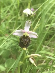 Ophrys fuciflora