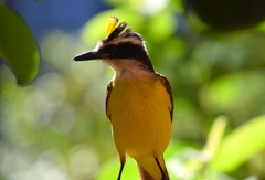 Pitangus sulphuratus