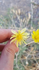 Mentzelia multiflora