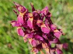 Dactylorhiza sambucina