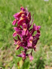 Dactylorhiza sambucina