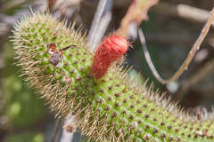 Cleistocactus samaipatanus