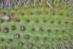 Cleistocactus samaipatanus