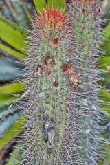 Cleistocactus samaipatanus