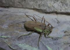 Eburia mutica