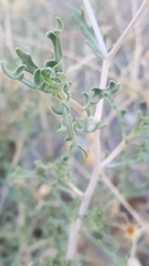 Mentzelia multiflora