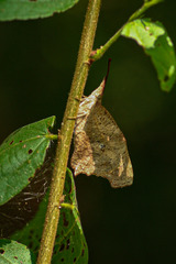 Libythea laius