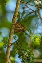 Libythea laius