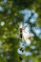 Trichonephila komaci