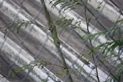 Anolis trinitatis