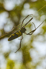 Trichonephila komaci