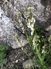 Arabis pycnocarpa
