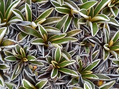 Celmisia hieraciifolia